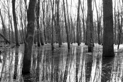 wald
